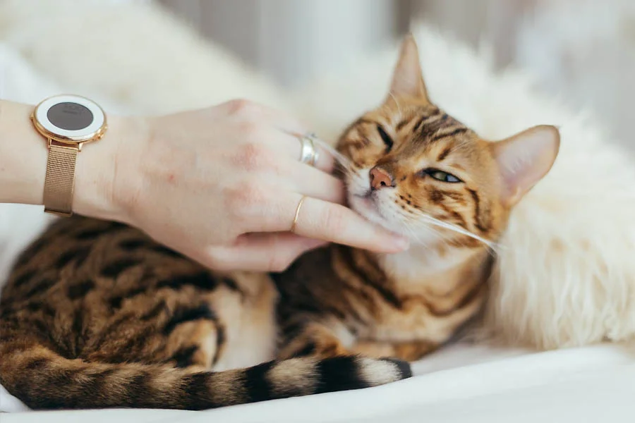 Deshedding Glove for Pets